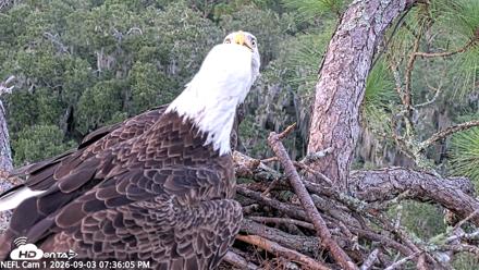 NE Florida Eagles Live Webcam - Sep 3, 2026, 7:36pm EDT