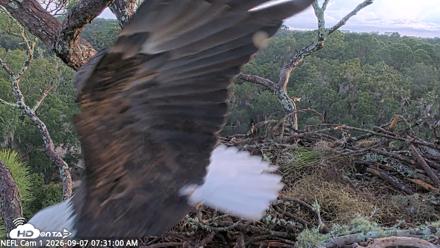 NE Florida Eagles Live Webcam - Sep 7, 2026, 7:32am EDT