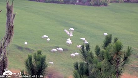 NE Florida Eagles Live Webcam - Jul 20, 2026, 5:48pm EDT