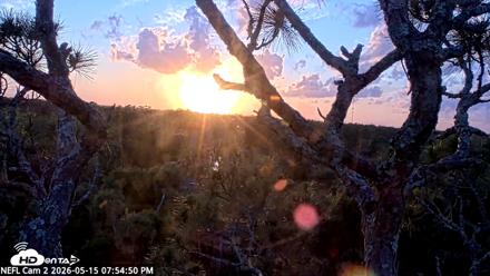 NE Florida Eagles Live Webcam - May 15, 2026, 7:55pm EDT
