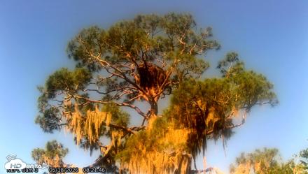 NE Florida Eagles Live Webcam - May 18, 2026, 8:23am EDT