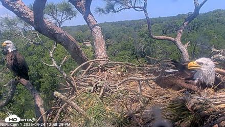 NE Florida Eagles Live Webcam - Apr 24, 2026, 12:49pm EDT