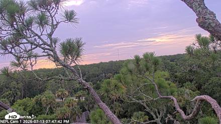 NE Florida Eagles Live Webcam - Jul 13, 2026, 7:48pm EDT