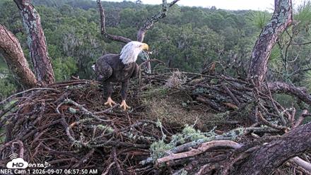 NE Florida Eagles Live Webcam - Sep 7, 2026, 6:58am EDT