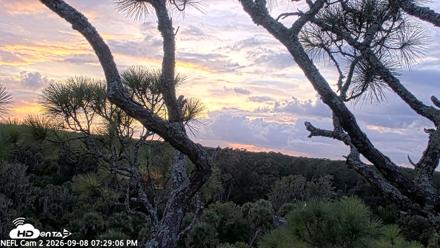 NE Florida Eagles Live Webcam - Sep 8, 2026, 7:30pm EDT