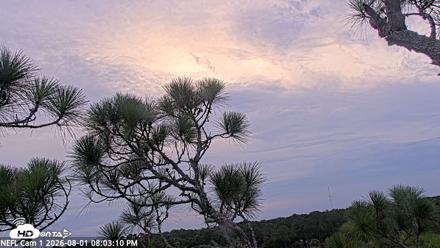 NE Florida Eagles Live Webcam - Aug 1, 2026, 8:04pm EDT