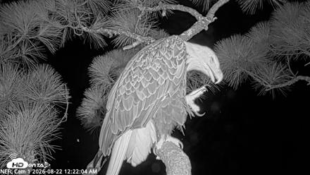 NE Florida Eagles Live Webcam - Aug 22, 2026, 12:23am EDT