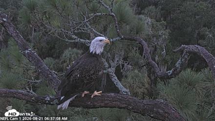 NE Florida Eagles Live Webcam - Aug 21, 2026, 6:37am EDT