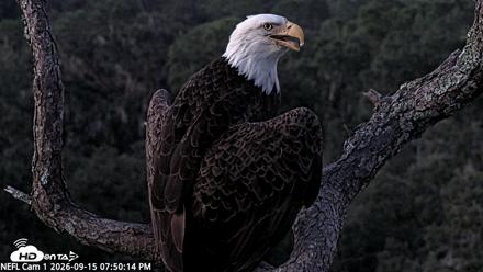 NE Florida Eagles Live Webcam - Sep 15, 2026, 7:51pm EDT
