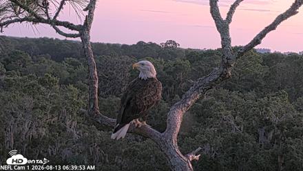 NE Florida Eagles Live Webcam - Aug 13, 2026, 6:40am EDT
