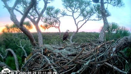 NE Florida Eagles Live Webcam - Sep 29, 2026, 7:12pm EDT