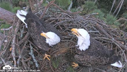 NE Florida Eagles Live Webcam - Sep 24, 2026, 7:06am EDT