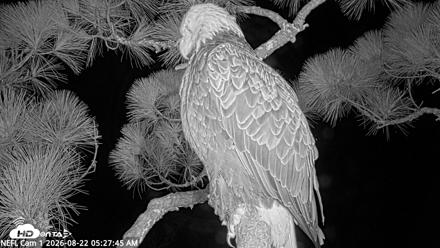 NE Florida Eagles Live Webcam - Aug 22, 2026, 5:28am EDT