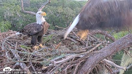 NE Florida Eagles Live Webcam - Sep 8, 2026, 7:24am EDT