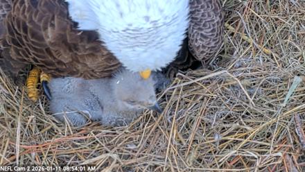 NE Florida Eagles Live Webcam - Jan 11, 2026, 8:54am EST