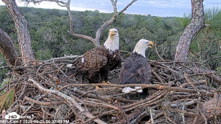 NE Florida Eagles Live Webcam - Sep 25, 2026, 6:38pm EDT
