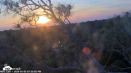 NE Florida Eagles Live Webcam - May 5, 2026, 7:53pm EDT
