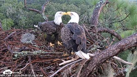 NE Florida Eagles Live Webcam - Sep 5, 2026, 7:17am EDT