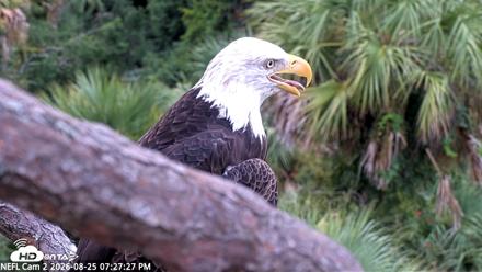 NE Florida Eagles Live Webcam - Aug 25, 2026, 7:28pm EDT