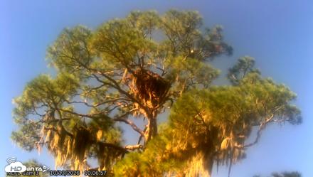 NE Florida Eagles Live Webcam - Oct 13, 2026, 10:07am EDT
