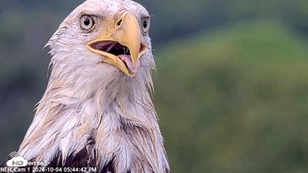 NE Florida Eagles Live Webcam - Oct 4, 2026, 5:45pm EDT