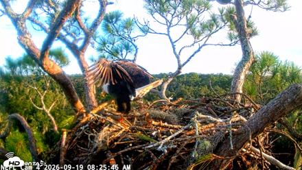 NE Florida Eagles Live Webcam - Sep 19, 2026, 8:26am EDT