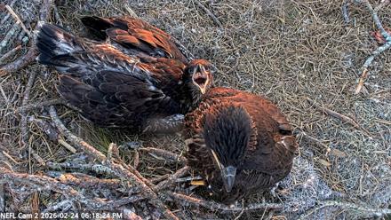 NE Florida Eagles Live Webcam - Feb 24, 2026, 6:19pm EST