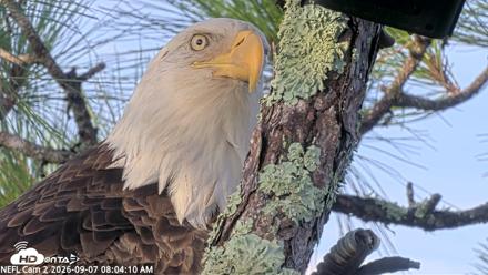 NE Florida Eagles Live Webcam - Sep 7, 2026, 8:05am EDT