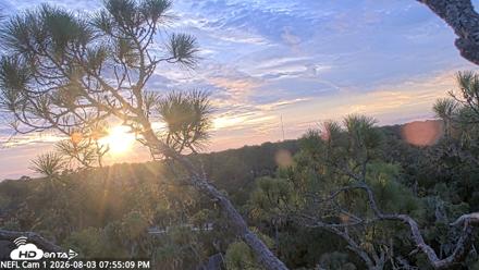 NE Florida Eagles Live Webcam - Aug 3, 2026, 7:56pm EDT