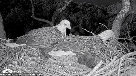 NE Florida Eagles Live Webcam - Sep 27, 2026, 7:35pm EDT