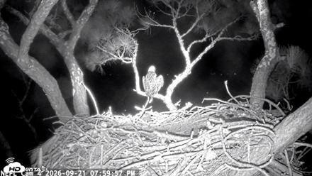 NE Florida Eagles Live Webcam - Sep 21, 2026, 8:00pm EDT