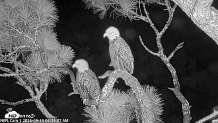 NE Florida Eagles Live Webcam - Sep 13, 2026, 6:30am EDT