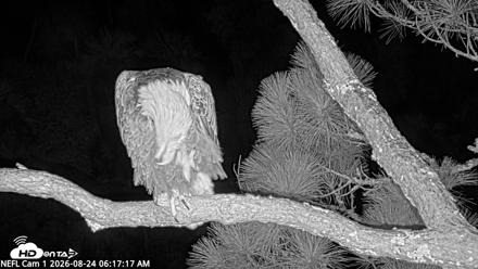 NE Florida Eagles Live Webcam - Aug 24, 2026, 6:19am EDT