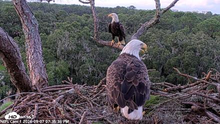 NE Florida Eagles Live Webcam - Sep 7, 2026, 7:36pm EDT