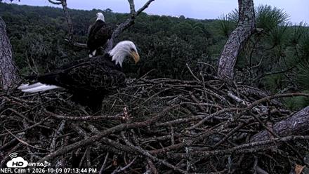 NE Florida Eagles Live Webcam - Oct 9, 2026, 7:14pm EDT