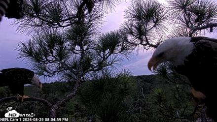 NE Florida Eagles Live Webcam - Aug 29, 2026, 8:05pm EDT