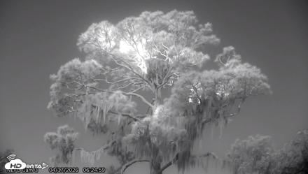 NE Florida Eagles Live Webcam - Apr 17, 2026, 6:26am EDT