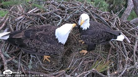 NE Florida Eagles Live Webcam - Sep 11, 2026, 7:44pm EDT