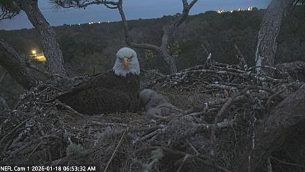 NE Florida Eagles Live Webcam - Jan 18, 2026, 6:54am EST