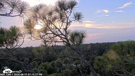 NE Florida Eagles Live Webcam - Aug 17, 2026, 7:17pm EDT