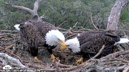 NE Florida Eagles Live Webcam - Sep 24, 2026, 6:59pm EDT