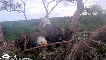 NE Florida Eagles Live Webcam - Apr 20, 2026, 8:15am EDT