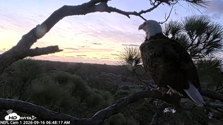 NE Florida Eagles Live Webcam - Sep 16, 2026, 6:49am EDT