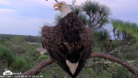 NE Florida Eagles Live Webcam - Sep 7, 2026, 7:04pm EDT