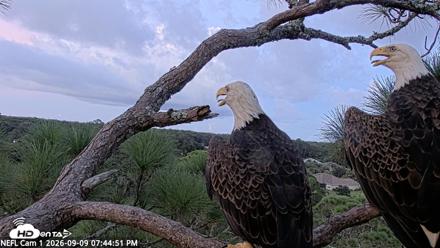 NE Florida Eagles Live Webcam - Sep 9, 2026, 7:45pm EDT