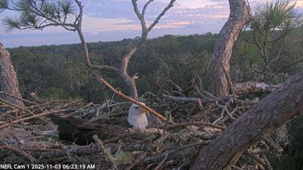 NE Florida Eagles Live Webcam - Nov 3, 2025, 6:24am EST