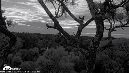 NE Florida Eagles Live Webcam - Jul 23, 2026, 8:11pm EDT