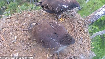 NE Florida Eagles Live Webcam - Apr 2, 2026, 6:38pm EDT
