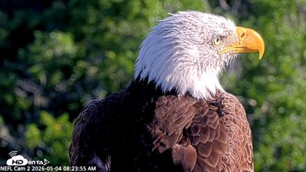 NE Florida Eagles Live Webcam - May 4, 2026, 8:25am EDT