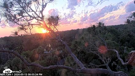 NE Florida Eagles Live Webcam - May 15, 2026, 8:04pm EDT
